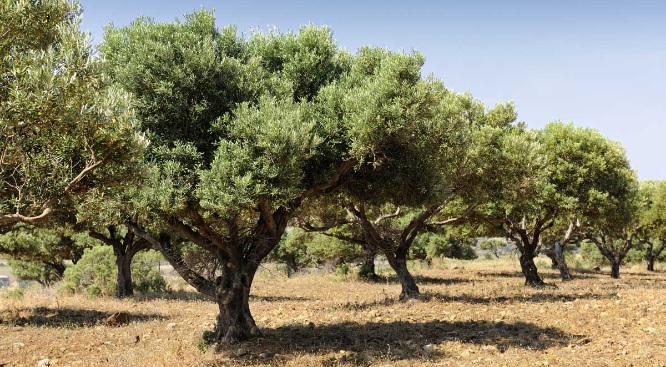 Διαδραστική ημερίδα για την ελαιοκομία στο Διαβολίτσι και το Αγριλόβουνο