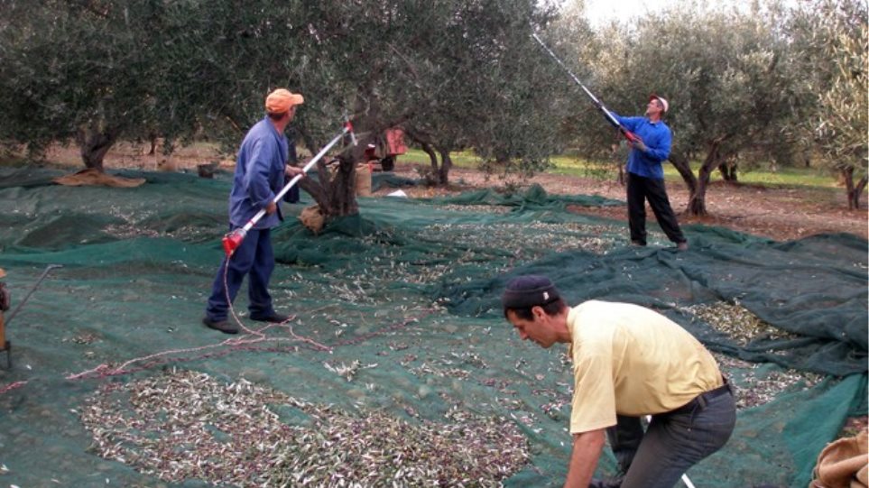 «Μουδιασμένα» ξεκίνησε η  φετινή ελαιοσυγκομιδή στη Μεσσηνία