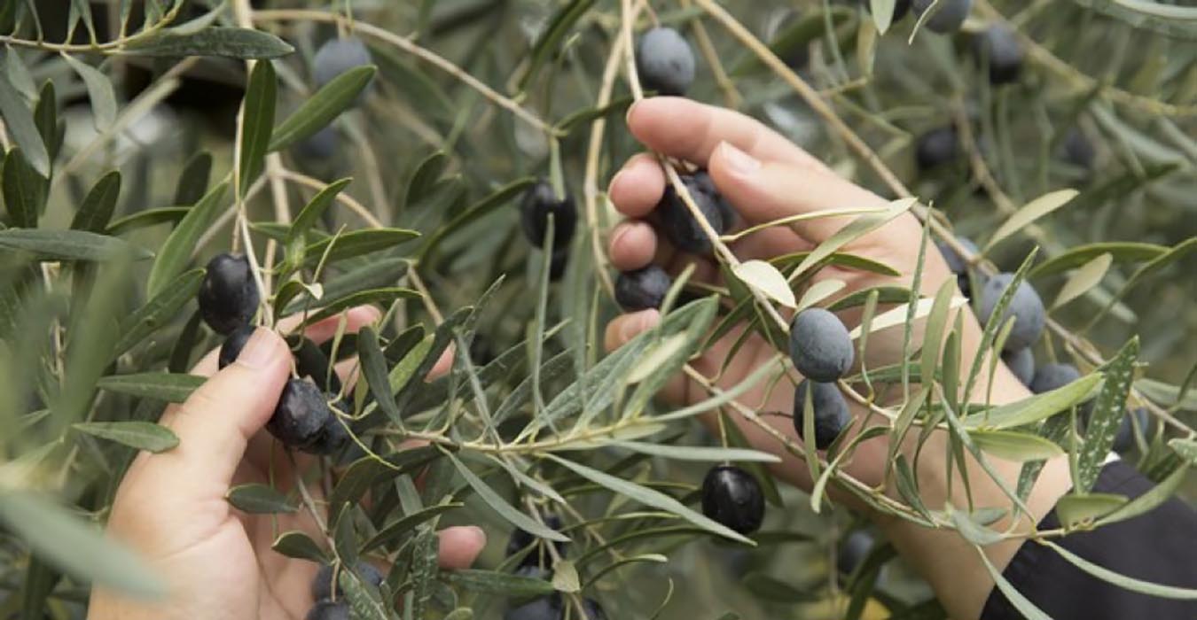 «Ουσιαστική η συνάντηση  για την ΠΟΠ Ελιά Καλαμάτας» σύμφωνα με τον περιφερειάρχη Πελοποννήσου