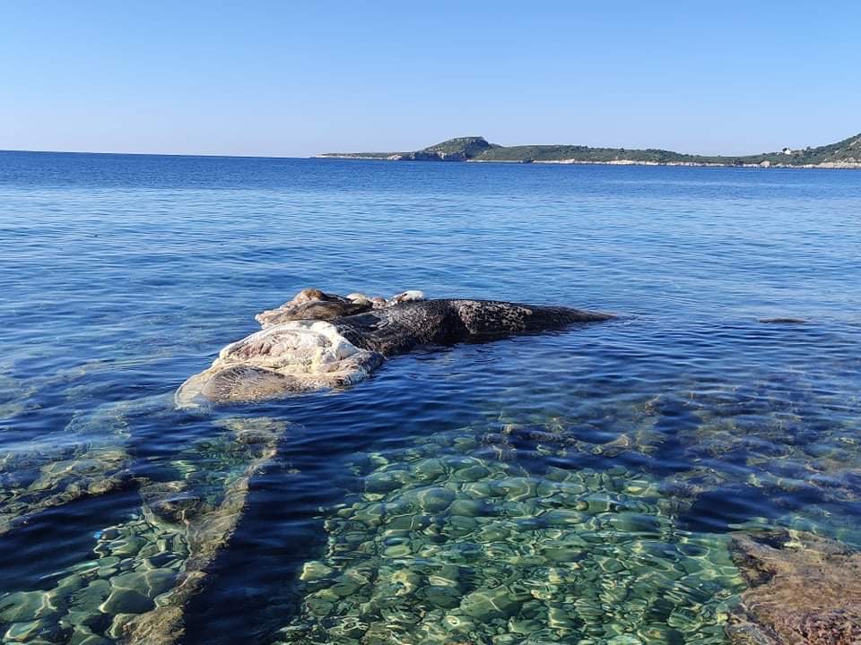 Μεσσηνία: Ξεβράστηκε φάλαινα σε προχωρημένη σήψη