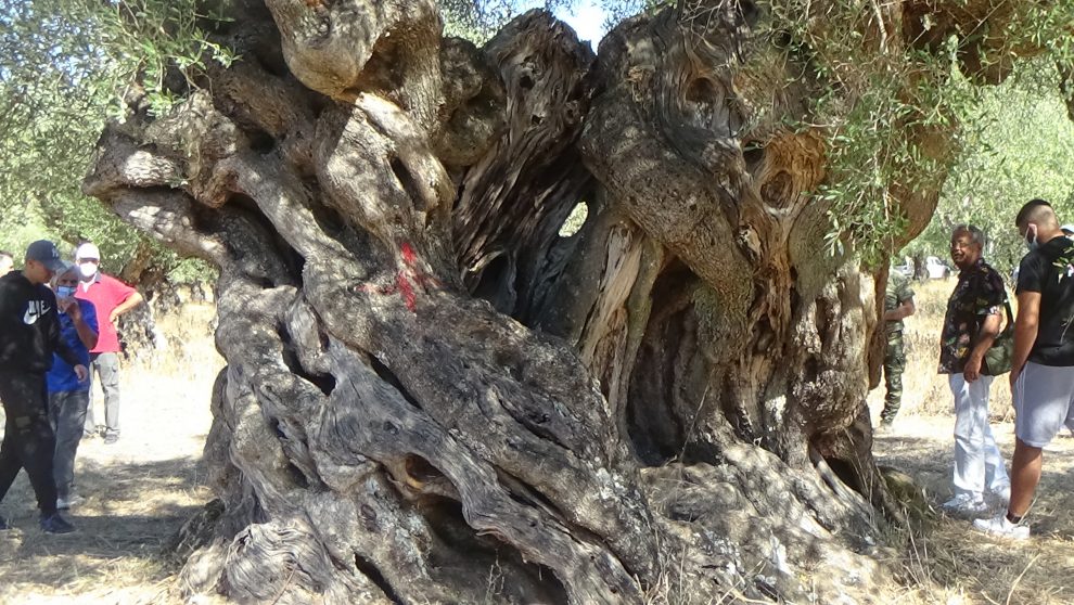 «Μαθήματα» διαχείρισης των πυρόπληκτων και ανάδειξη-αξιοποίηση των υπεραιωνόβιων ελαιοδέντρων