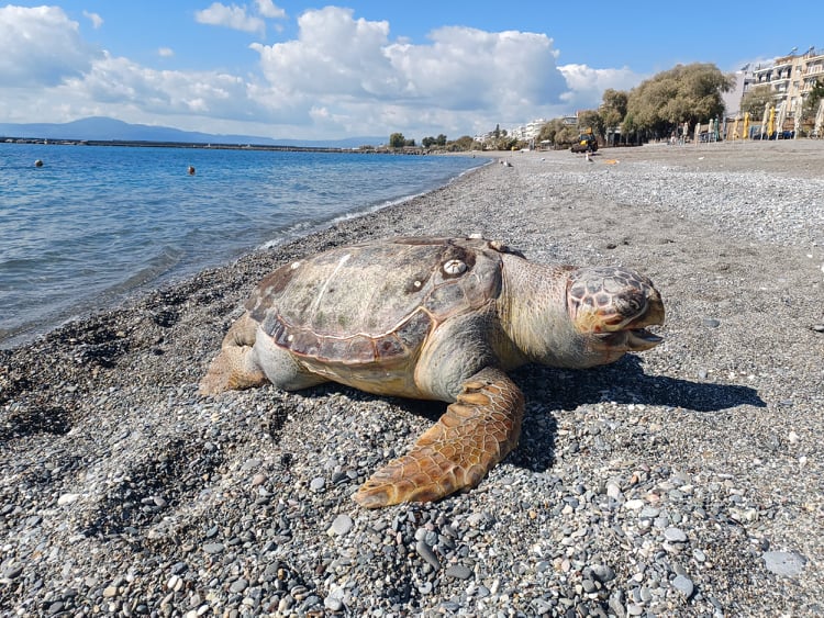 Νεκρή βρέθηκε χελώνα στην Ανατολική παραλία της Καλαμάτας