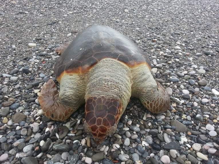 Νεκρή χελώνα καρέτα καρέτα ξεβράστηκε στην παραλία της Καλαμάτας