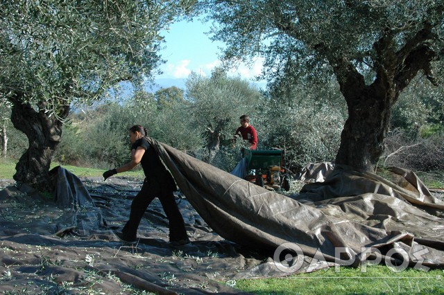 Γιατί φεύγουν από την Ελλάδα Αλβανοί εργάτες γης – Σε κίνδυνο η ελαιοπαραγωγή