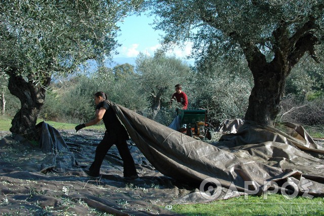 Ένωση Συλλόγου Γονέων Καλαμάτας: Δράση σήμερα για μαθητές με θέμα την ελιά