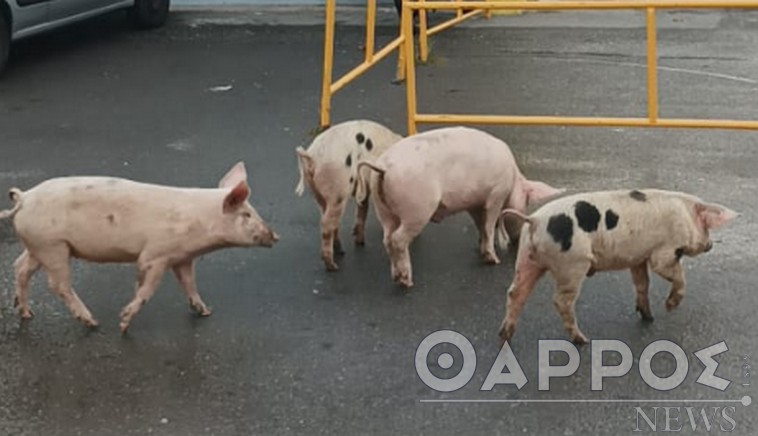 Κοπάδι γουρουνιών στο Δημοτικό Στάδιο Καλαμάτας (βίντεο)