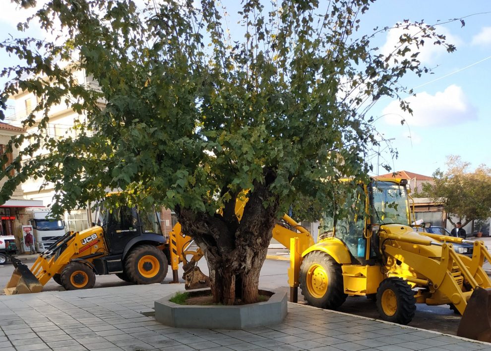 “Μουριά Ταμβάκη”: Σήμανση με επετειακή ετικέτα από το Ινστιτούτο Πολιτισμού Μεσσηνίας, κοπή-εκρίζωσή της αποφάσισε η διοίκηση Λεβεντάκη