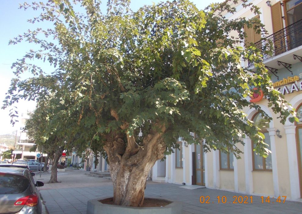 Μουριά “Ταμβάκη”: Σημάνθηκε επίσημα ως μνημειακό δέντρο της Ελληνικής Επανάστασης