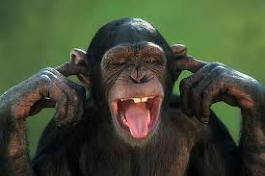 «Οι μαϊμούδες είναι ανώτερες από τους ανθρώπους σε τούτο: όταν μία μαϊμού κοιτάζει στον καθρέφτη, βλέπει μια μαϊμού»