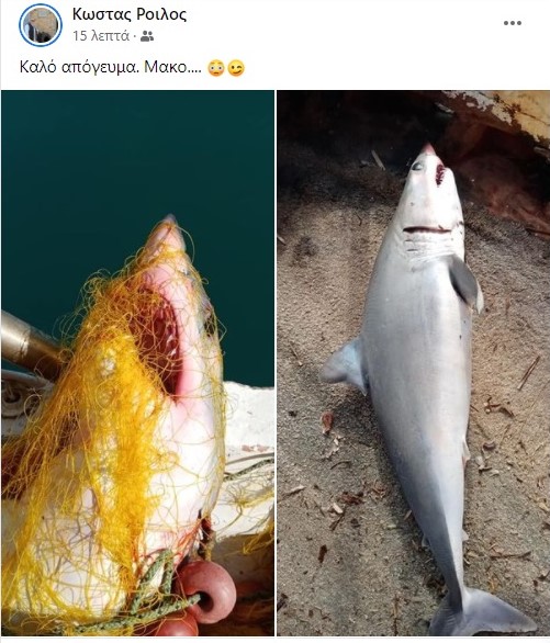 Καρχαρίας μάκο στα δίχτυα αλιέα στην Κυπαρισσία