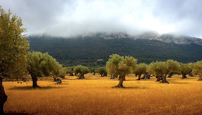 Ελιές σε μορφή σκόνης: Ο Έλληνας ελαιοπαραγωγός που πήρε 400 βραβεία για την ποιότητα και την καινοτομία