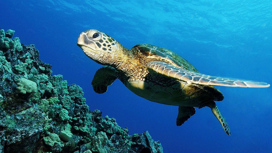 Κυπαρισσιακός Κόλπος-WWF: Σεισμικές έρευνες στη θαλάσσια περιοχή των καρέτα καρέτα