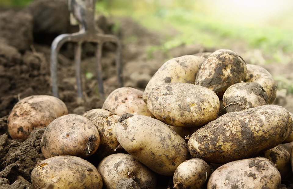 Καλλιέργεια εαρινής πατάτας: Καταγράφηκαν σημαντικές ζημιές στη Μεσσηνία