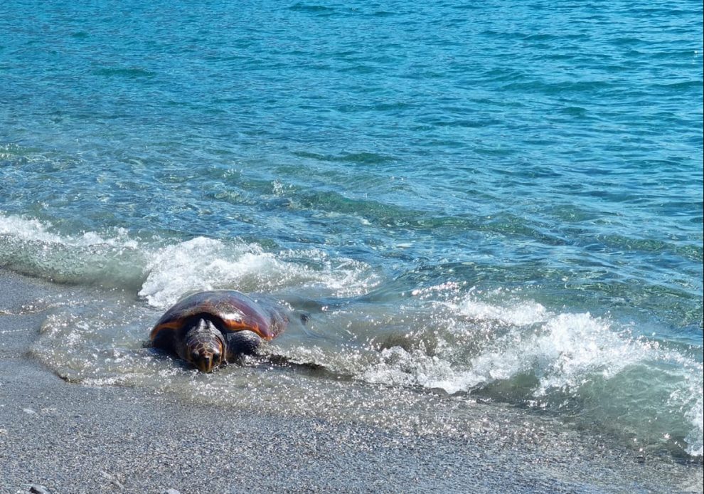 Χελώνα καρέτα-καρέτα στην παραλία της Καλαμάτας