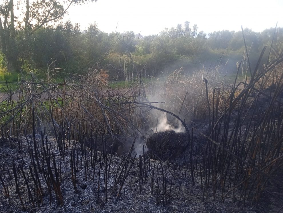 Περί παρόχθιας ζώνης Παμίσου…