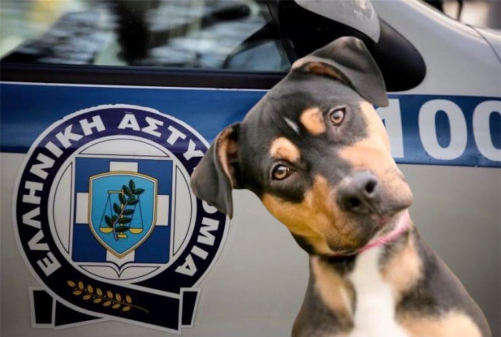 Ιδρύθηκε Τμήμα Προστασίας Ζώων στην Αστυνομία – Πολλά περιστατικά  κακοποίησης ζώων δεν καταγγέλλονται