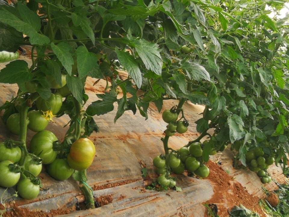 Αγρότες Τριφυλίας: «Κόκκινο» το κόστος παραγωγής, άμεσα μέτρα για επιβίωση