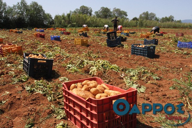 Πατάτα Μεσσηνίας: Στα 60 λεπτά η τιμή παραγωγού, αλλά πολύ αυξημένα τα κόστη