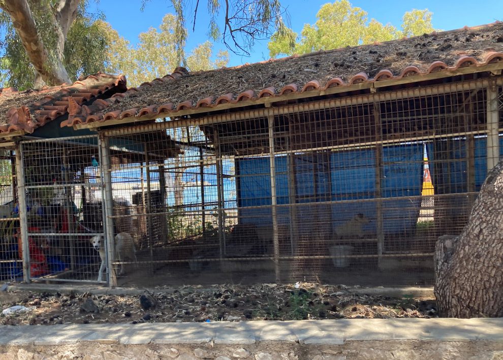 Παρέμβαση για τα σκυλιά σε κτήριο και κλουβιά στο λιμάνι Κυπαρισσίας