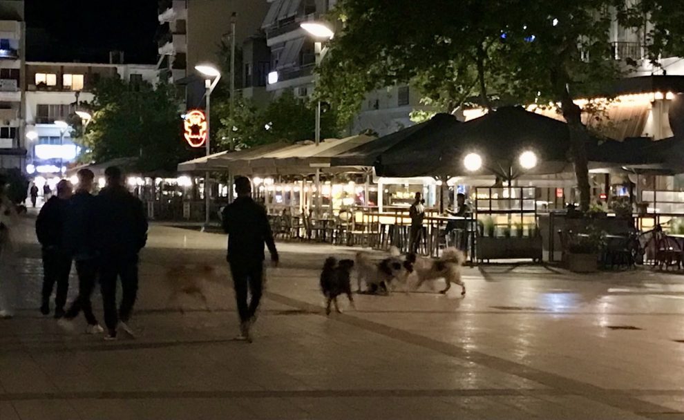 Θα δοθεί ποτέ λύση για  τα αδέσποτα στην Καλαμάτα;