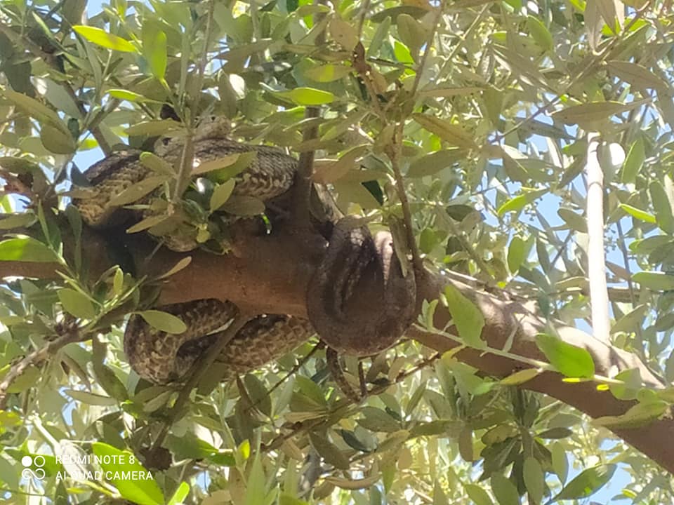 Φιλιατρά: Μεγάλα φίδια είχαν τυλιχθεί πάνω σε ελαιόδεντρο
