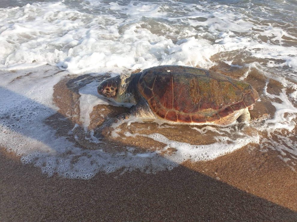 Νεκρή θαλάσσια χελώνα στην παραλία της Μπούκας