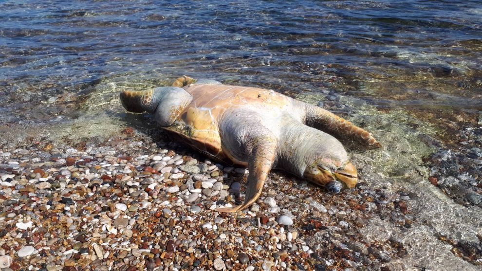 Θαλάσσια χελώνα εντοπίστηκε νεκρή στην παραλία Κυπαρισσίας