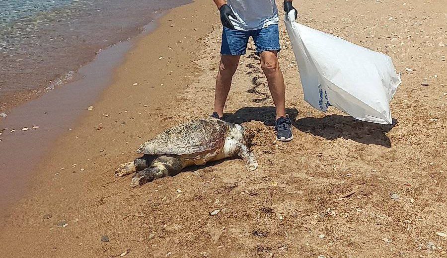 Νεκρή εκβράστηκε χελώνα καρέτα-καρέτα στη Φοινικούντα