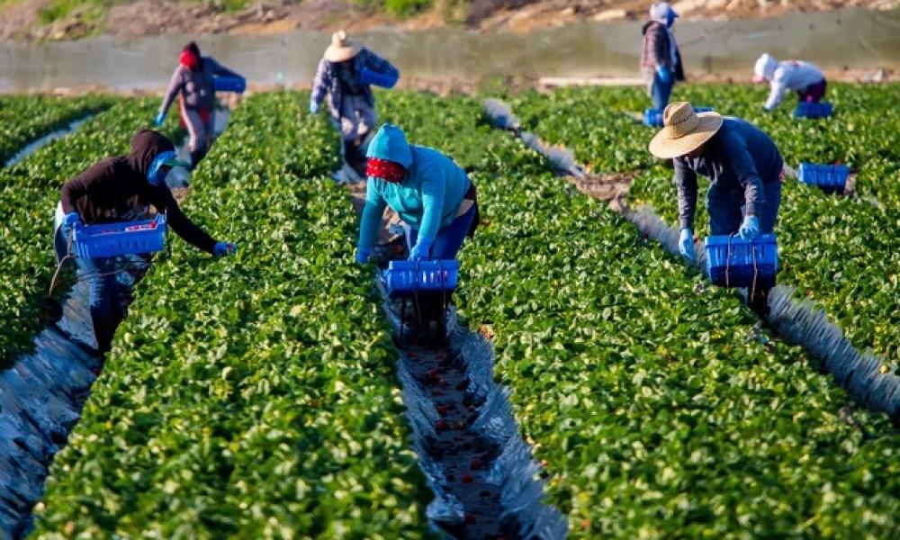 empleo peones agricolas