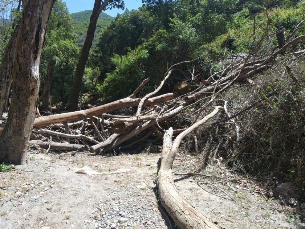 Αυστηρές απαγορεύσεις για τα πλατάνια  στη Μεσσηνία έως το 2032