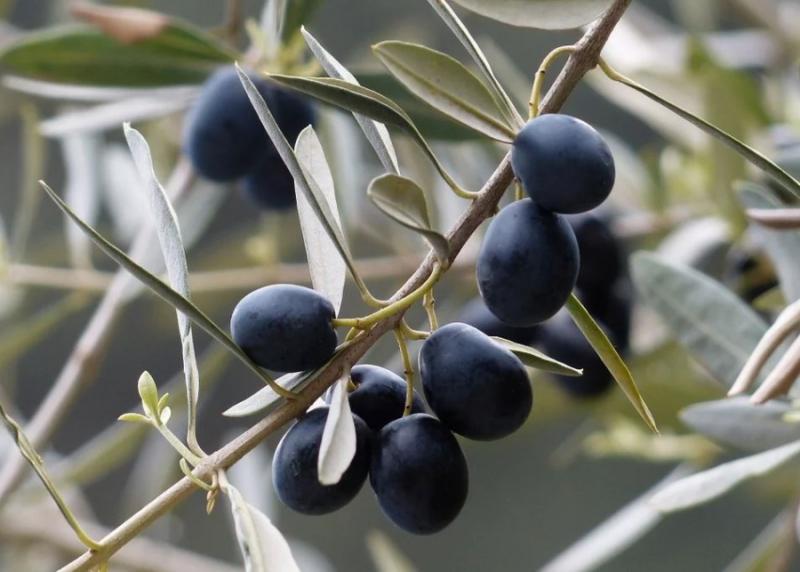 Ανοικτή σύσκεψη Μεσσηνίων και Λακώνων στο Γεράκι για το μέλλον της ελιάς