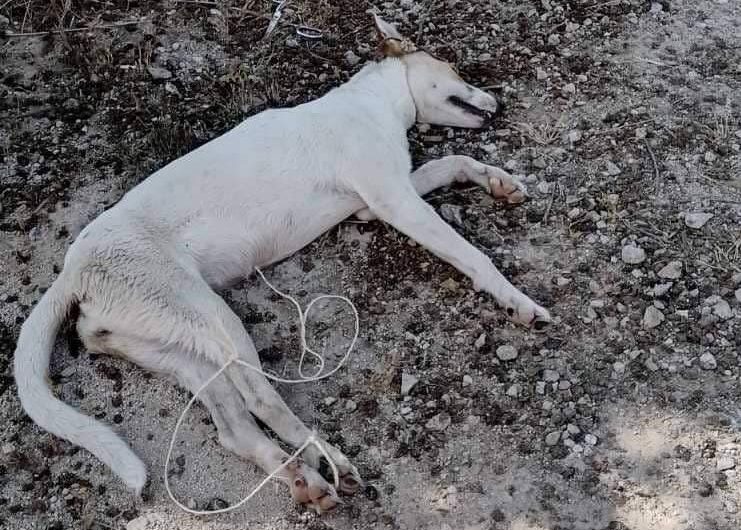 Καταγγελία για Μεσαίωνα  με φρικιαστικό θάνατο σκύλου στους Γαργαλιάνους