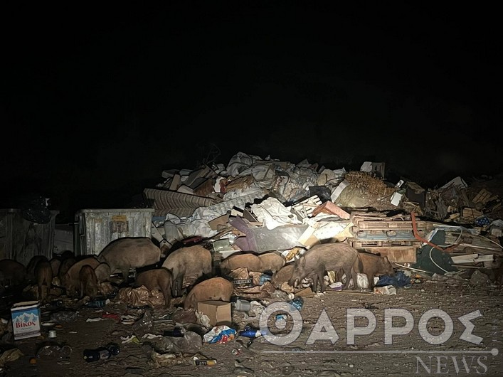 Απάντηση του Δήμου Δυτικής Μάνης για τα αγριογούρουνα