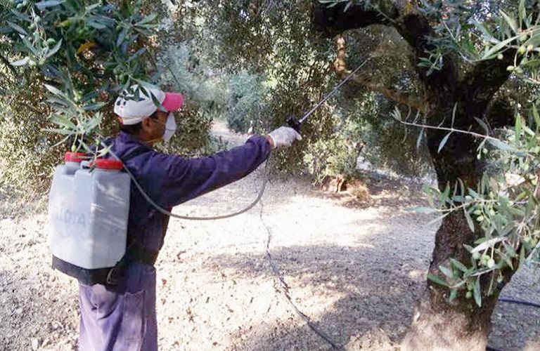 Ξεκινά η δακοκτονία την  πρώτη εβδομάδα του Ιουλίου