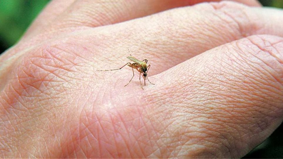 ΕΟΔΥ: Προφυλαχθείτε από τα κουνούπια – Προφυλαχθείτε από τον ιό του Δυτικού Νείλου