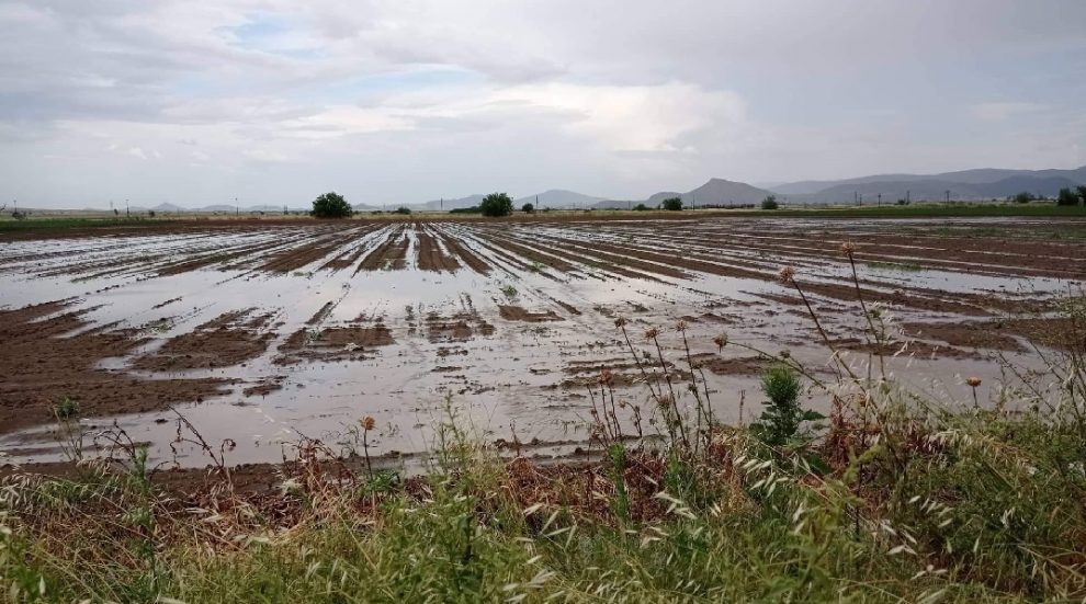 Δήμος Μεσσήνης: Αναγγελία ζημιάς για τις καλλιέργειες που επλήγησαν από τις βροχοπτώσεις