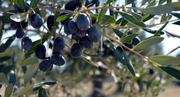 Απόφαση ΥΠΑΑΤ για “ΠΟΠ ελιά Καλαμάτας”:  Συνεχίζονται οι ανακοινώσεις  διαμαρτυρίας από τους Μεσσηνίους