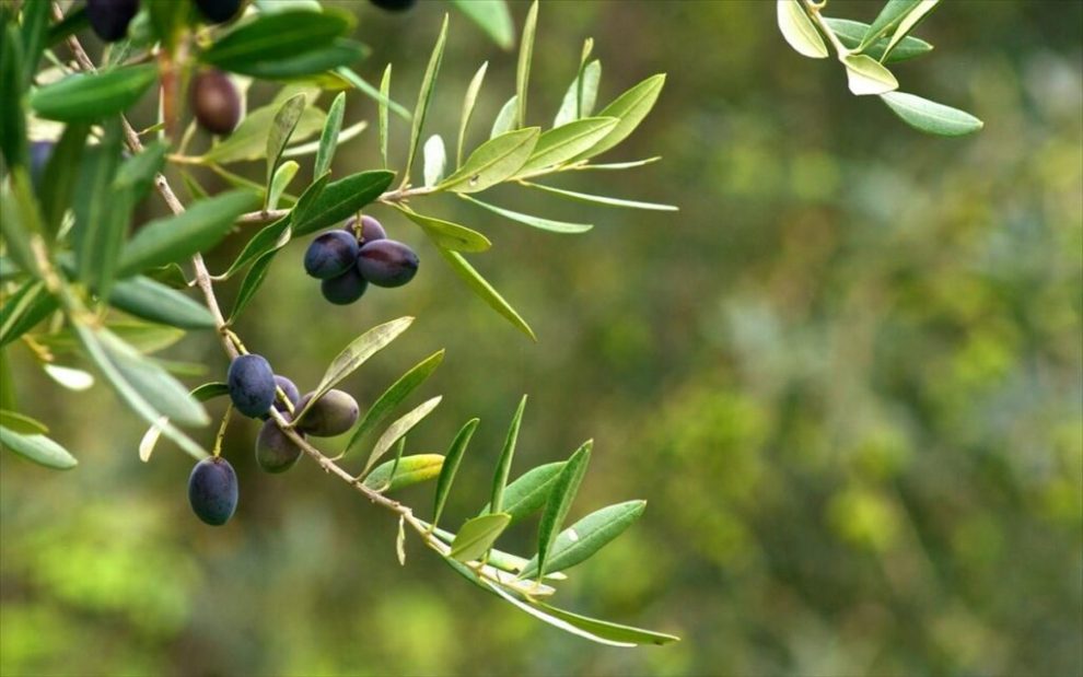 Τελευταίο θέμα για συζήτηση η Ελιά ΠΟΠ Καλαμάτα στο Περιφερειακό της Δευτέρας