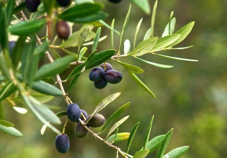 Τελευταίο θέμα για συζήτηση η Ελιά ΠΟΠ Καλαμάτα στο Περιφερειακό της Δευτέρας