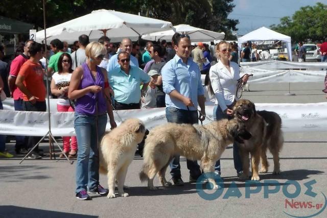 Διεθνής έκθεση μορφολογίας σκύλων το Σαββατοκύριακο στην Καλαμάτα