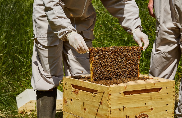 Μέχρι 20 Οκτωβρίου  οι δηλώσεις κατεχόμενων κυψελών από τους μελισσοκόμους