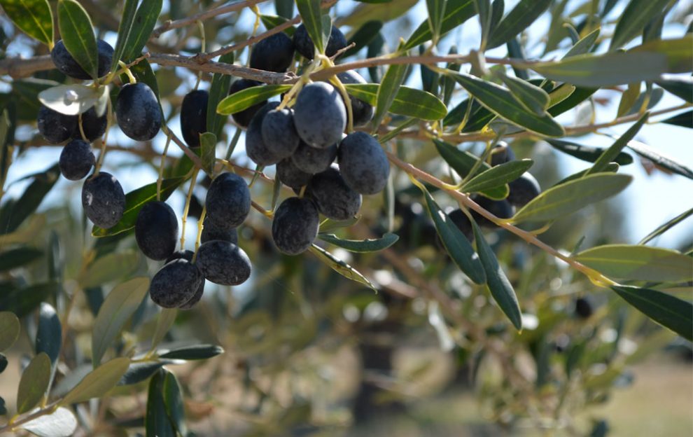 Εκδικάσθηκε στο ΣτΕ η υπόθεση για το ΠΟΠ Ελιά Καλαμάτα