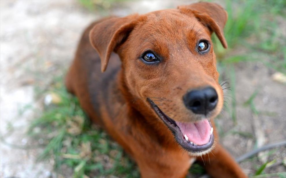 Πάρκο σκύλων θέλει να φτιάξει  το Δημοτικό Λιμενικό Ταμείο Καλαμάτας