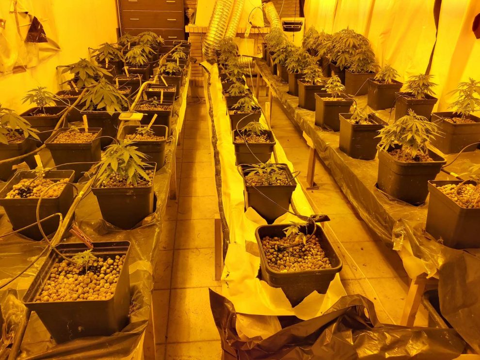 Κερατέα: Καλλιεργούσε στο σαλόνι του 299 φυτά κάνναβης