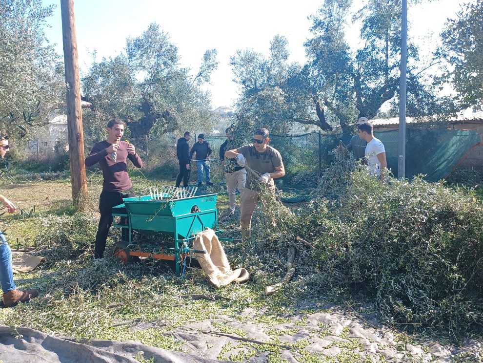 Συγκομιδή ελαιοκάρπου στο  Αγρόκτημα του Τμήματος Γεωπονίας