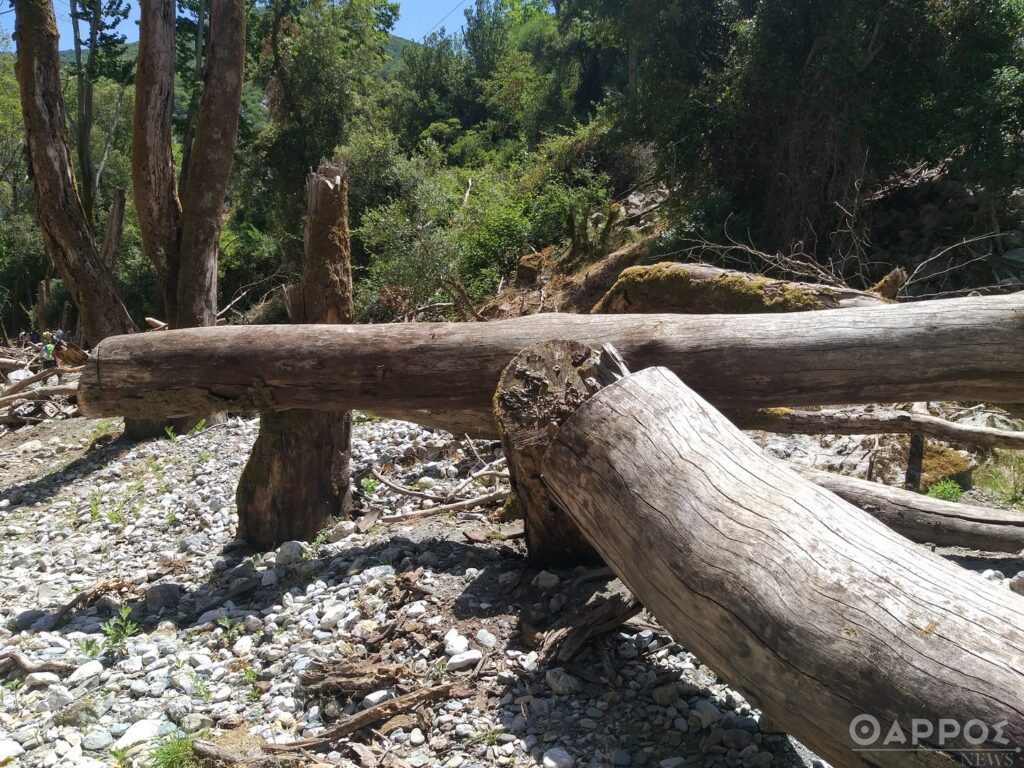 Ceratocystis platani: Ο μύκητας που νεκρώνει τα πλατάνια και ξεκίνησε στην Ελλάδα από τη Μεσσηνία