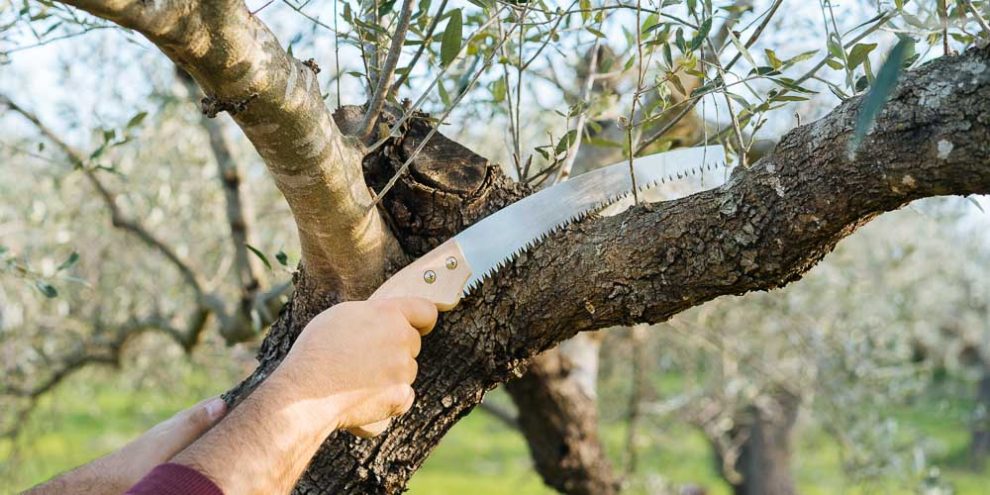 Δήμος Οιχαλίας: Σύσταση για κλάδεμα  ελαιοδέντρων κοντά σε δρόμους