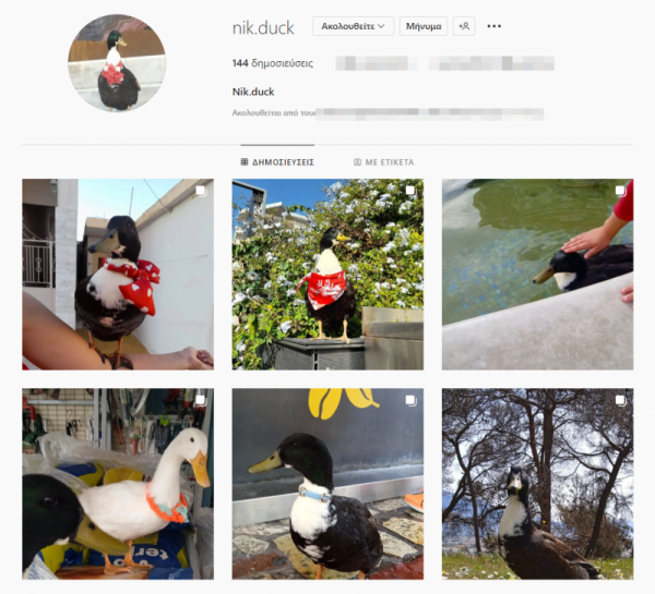 Nik: Μια πάπια influencer  στους δρόμους της Καλαμάτας