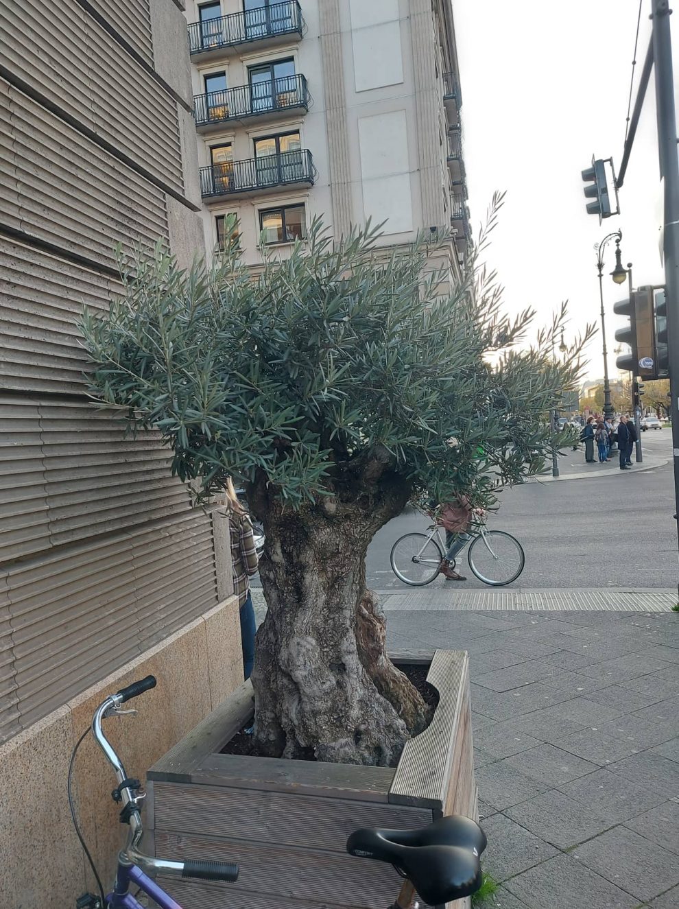 Καλαμάτα, η πόλη των  ελαιόδεντρων, που όμως τα κρύβει