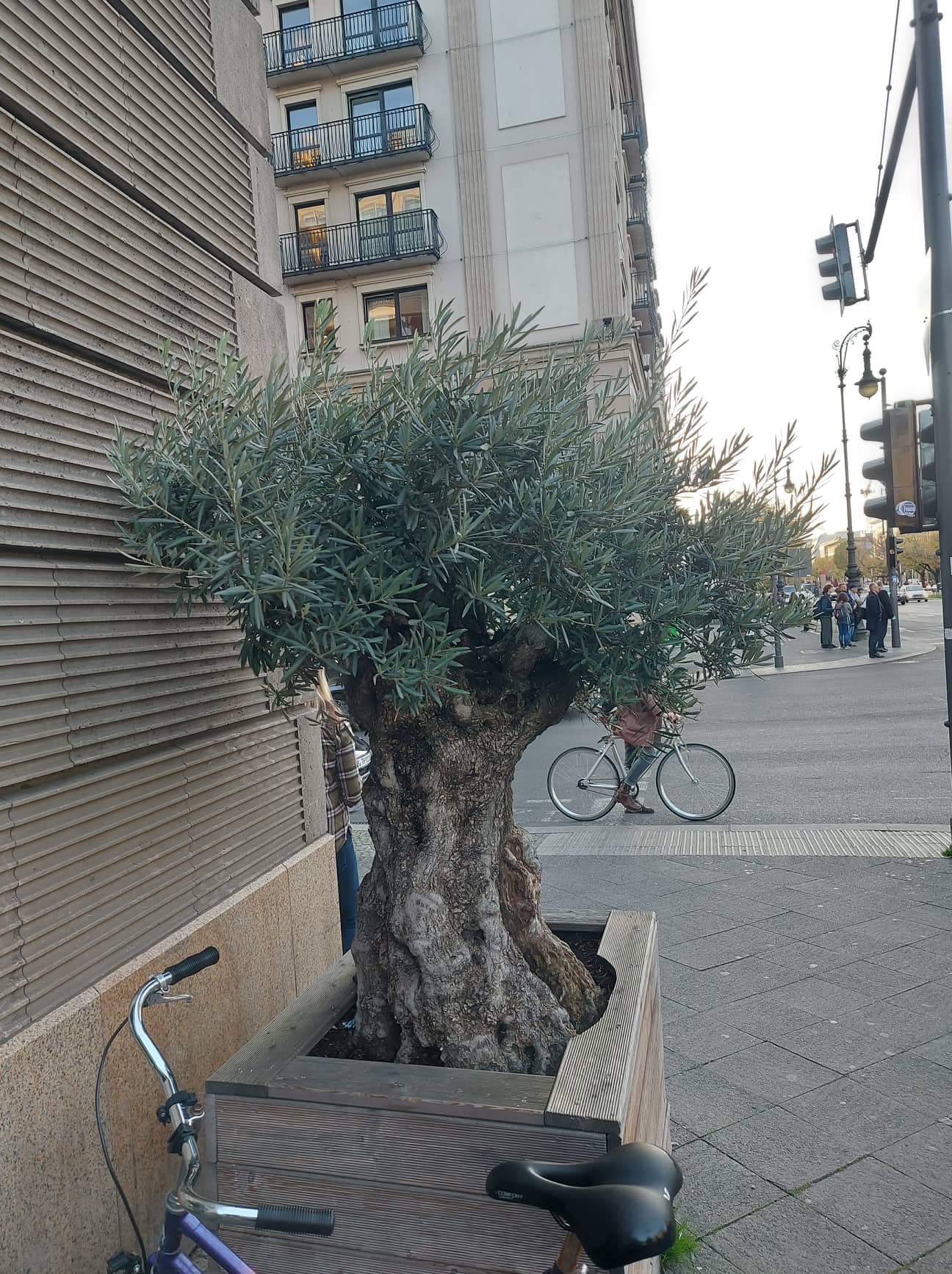 Καλαμάτα, η πόλη των ελαιόδεντρων, που όμως τα κρύβει